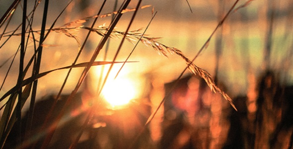 Sunrise in a field