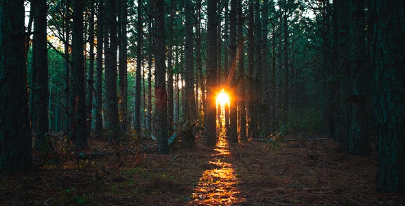 A sunrise in a forest