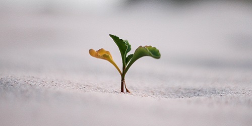 A plant growing from sand